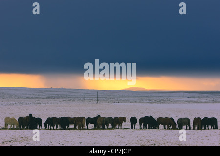 Chevaux Islandais dans une tempête d'hiver dans l'arrière-plan Banque D'Images