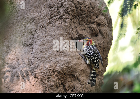 Le rouge-et-jaune Barbet (Trachyphonus erythrocephalus) à l'entrée du nid dans une termitière Lac Baringo Kenya - Afrique de l'Est Banque D'Images