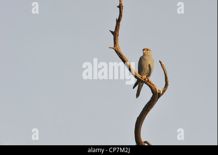 Kestrel gris - Gris crécerelle (Falco ardosiaceus) perché sur une branche morte Masai Mara - Kenya - Afrique de l'Est Banque D'Images