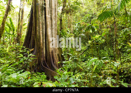 Le géant de la forêt tropicale. Un très grand arbre dans la forêt tropicale sur la côte du Pacifique de l'Équateur. Banque D'Images