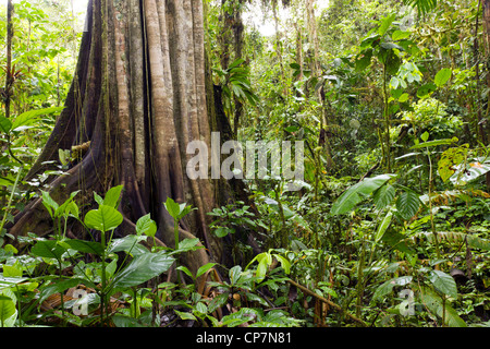 Le géant de la forêt tropicale. Un très grand arbre dans la forêt tropicale sur la côte du Pacifique de l'Équateur. Banque D'Images