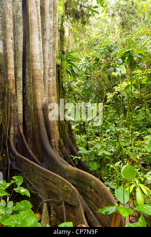 Le géant de la forêt tropicale. Un très grand arbre dans la forêt tropicale sur la côte du Pacifique de l'Équateur. Banque D'Images