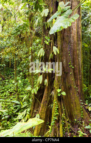 Le géant de la forêt tropicale. Un très grand arbre dans la forêt tropicale sur la côte du Pacifique de l'Équateur. Banque D'Images