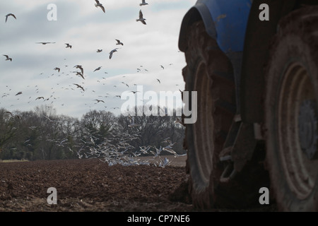 Les goélands à tête noire (Larus ridibunda), tracteur charrue. Ingham, Norfolk. La préparation du sol pour une culture de la betterave à sucre. Banque D'Images