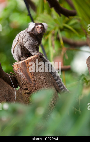 Un singe ouistiti assis dans un arbre, à Butterfly World, Klapmuts, Afrique du Sud Banque D'Images