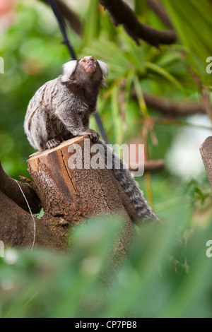 Un singe ouistiti assis dans un arbre, regardant Butterfly World, Klapmuts, Afrique du Sud Banque D'Images