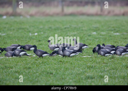 À ventre noir russe ou Bernaches cravants (Branta bernicla). b. Le pâturage troupeau d'hivernage sur les céréales semées à l'automne. Waxham, Norfolk. Banque D'Images