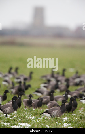 Bernaches cravants à ventre sombre (Branta bernicla. b), troupeau, avec les oiseaux avant de forme à ventre clair (B. B. hrota). Sea Palling, Norfolk. Banque D'Images