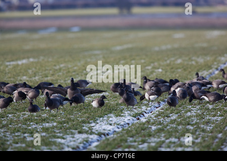 Bernaches cravants à ventre sombre (Branta bernicla. b), flock, avec moyenne, oiseau de forme à ventre clair (B. B. hrota). Sea Palling, Norfolk. Banque D'Images