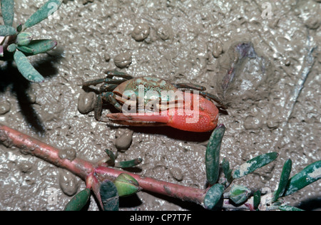 Fiddler crab (Uca sp. : Ocypodidae) Malaisie Banque D'Images