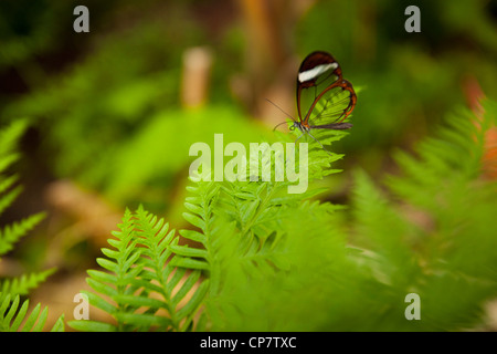 Un Glasswing Butterfly sitting sur une usine à Butterfly World, Klapmuts, Afrique du Sud Banque D'Images