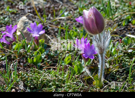 Pulsatilla vernalis à fleur des Alpes suisses. Banque D'Images