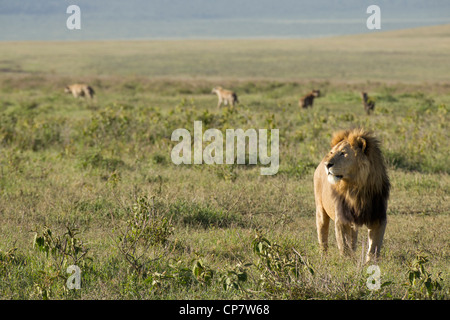 Lion mâle dans le cratère du Ngorongoro, Tanzanie Banque D'Images