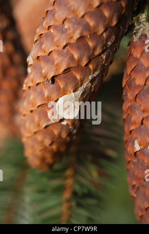 L'épinette de Norvège (Picea abies). Cône avec résine sèche fonctionnant en bas à partir d'un point de dommage sur la branche. Roulement de semences. Les aiguilles. Banque D'Images