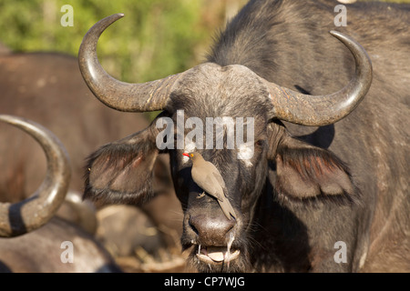 Femme Buffle (Syncerus caffer), avec bec rouge ox pecker oiseau sur son nez, Afrique du Sud Banque D'Images