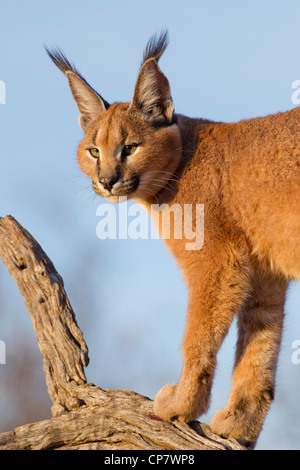 Le caracal (Felis caracal) jusqu'en haut d'une journal morts en Afrique du Sud Banque D'Images