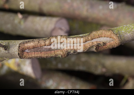 Frêne (Fraxinus excelsior). Section d'une succursale qui a écorché à travers une autre résultant de cicatrices révélant l'écorce de bois intérieur. Banque D'Images