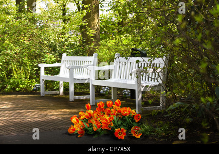 Des bancs et des fleurs blanches au printemps sous les arbres dans le parc Banque D'Images