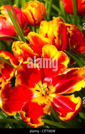 Tulipes perroquet en rouge et en jaune soleil du printemps Banque D'Images