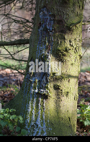 L'épinette de Norvège (Picea abies). Trunk avec résine fonctionnant en bas à partir d'un point de dommage. Banque D'Images