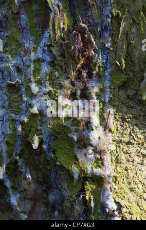 L'épinette de Norvège (Picea abies). Trunk avec résine fonctionnant en bas à partir d'un point de dommage. Banque D'Images