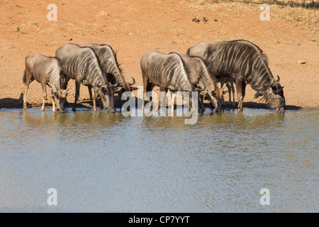Un troupeau de Gnou bleu (Connochaetes taurinus) eau potable d'un parc naturel du pan en Afrique du Sud Kruger Park Banque D'Images