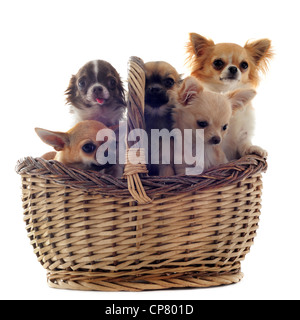 Portrait of a cute chihuahuas pure race, cinq dans le panier in front of white background Banque D'Images