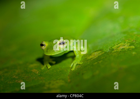 Glas frog Cochranella midas, Lake Balaton forêt tropicale, Parc national Yasuni, en Equateur Banque D'Images