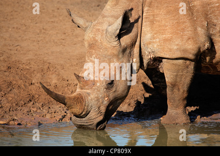 (Carré blanc-labiés) rhinocéros (Ceratotherium simum) eau potable, Mkuze game reserve, Afrique du Sud Banque D'Images