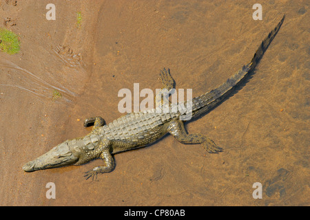 Le crocodile du Nil (Crocodylus niloticus) dans les eaux peu profondes, Afrique du Sud Banque D'Images