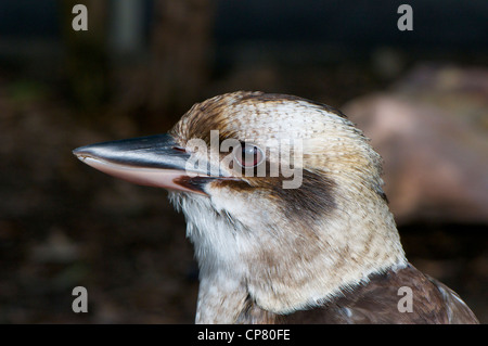 Australian Kookaburra Dacelo novaeguineae (rire) Banque D'Images