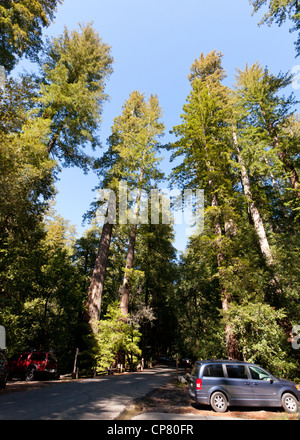 De grands arbres Séquoia géant de Californie Banque D'Images