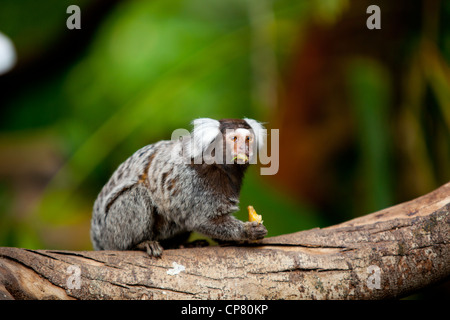 Un singe ouistiti de manger des fruits dans un arbre, à Butterfly World, Klapmuts, Afrique du Sud Banque D'Images