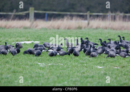 À ventre noir russe ou Bernaches cravants (Branta bernicla). b. Le pâturage troupeau d'hivernage sur les céréales semées à l'automne. Waxham, Norfolk. Banque D'Images