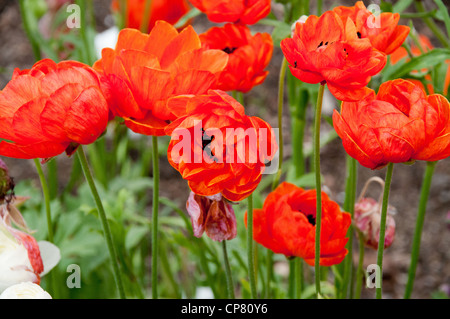 Dans le jardin clos de Norton Conyers, Ripon, Yorkshire du Nord Banque D'Images