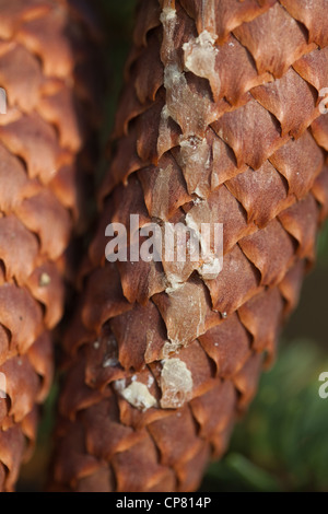 L'épinette de Norvège (Picea abies). Cône avec résine sèche fonctionnant en bas à partir d'un point de dommage sur la branche. Banque D'Images