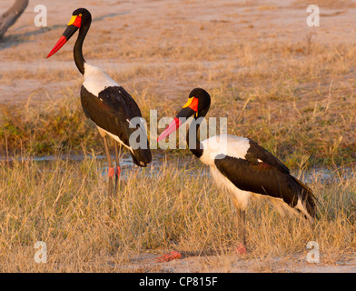 Saddlebilled, Stork Ephippiorhynchus senegalensis (paire) en Afrique du Sud Banque D'Images