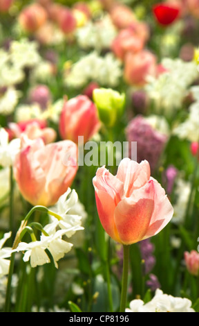 Les tulipes et les jonquilles en blanc et pastelcolors au printemps background Banque D'Images