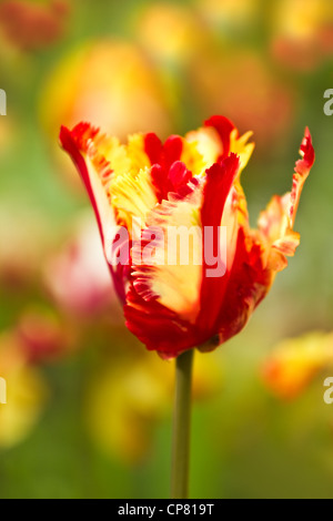Le rouge et jaune parrot tulip fleurissent dans champ de tulipes au printemps Banque D'Images