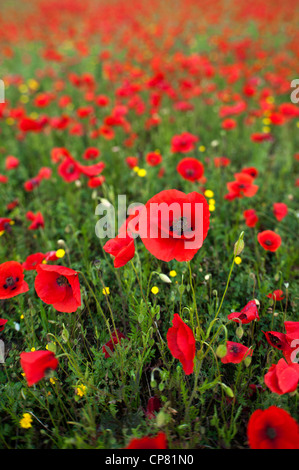 Champ de coquelicots près de Orvieto. L'Ombrie, Italie Banque D'Images