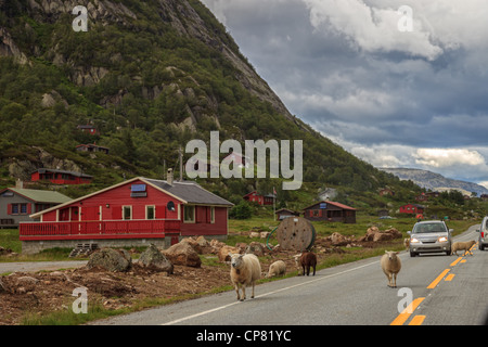 Pour les conducteurs des dangers - Moutons crossing road norvégien. Banque D'Images