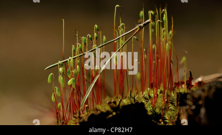 Les sporophytes moss magnifique croissant sur la vieille souche d'arbre Banque D'Images