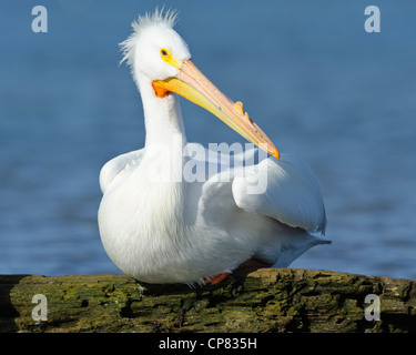 Un pélican blanc repose sur dérive après la pêche sur White Rock Lake, Dallas, Texas Banque D'Images