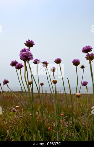 Armeria maritima, également connu sous le nom de California seapink et sea thrift, au creux du haricot State Beach sur la côte californienne. Banque D'Images