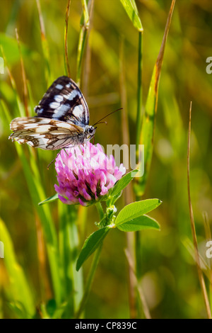 Un blanc marbré (Melanargia galathea) se nourrissent d'une fleur de trèfle rouge. Banque D'Images