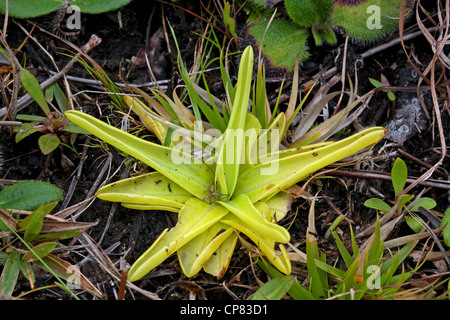 Yellow Butterwort (Pinguicula lutea), plante insectivore, sud-est des États-Unis, par Carol Dembinsky/Dembinsky photo Assoc Banque D'Images