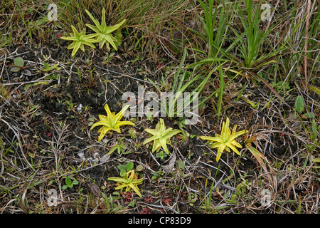 Yellow Butterwort (Pinguicula lutea), plante insectivore, sud-est des États-Unis, par Carol Dembinsky/Dembinsky photo Assoc Banque D'Images