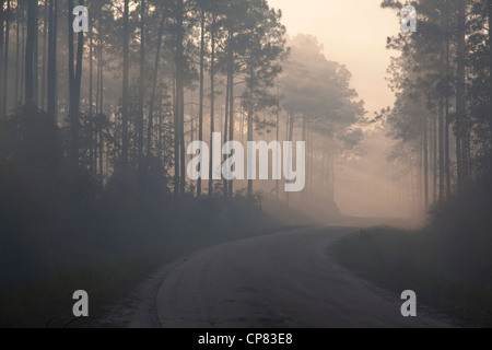 La fumée et la brume sèche filtrer à travers les arbres pendant la suite de l'incendie de forêt Longleaf pine Pinus palustris Florida USA Banque D'Images