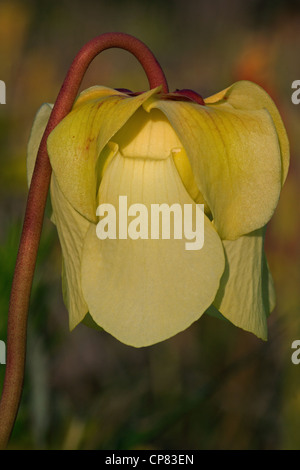 Fleurs jaune pâle de sarracénie Sarracenia alata Mississippi USA Banque D'Images