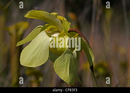 Fleurs jaune pâle de sarracénie Sarracenia alata Mississippi USA Banque D'Images